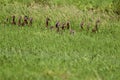 Black-bellied Whistling Ducks 841124