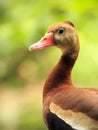 Black-bellied Whistling Tree Duck