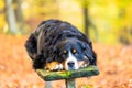 Black Bernese mountain dog lying on a mossy wood and staring at the camera