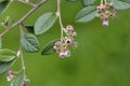 Black-berried cotoneaster