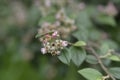 Black-berried cotoneaster