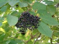 Black berries