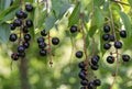 Black berries of bird cherry on a branch close up