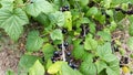 Black berries on the branch - blackcurrant