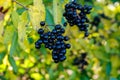 Black berries on bush of wild privet Ligustrum vulgare, also sometimes known as common privet or European privet Royalty Free Stock Photo