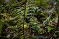 Black berries on a bush of wild privet (Ligustrum vulgare), also sometimes known as common privet Royalty Free Stock Photo