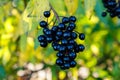 Black berries on bush of wild privet Ligustrum vulgare, also sometimes known as common privet or European privet Royalty Free Stock Photo