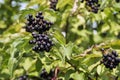 Black berries of common dogwood Royalty Free Stock Photo