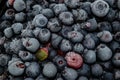 Frozen bilberries - texture Royalty Free Stock Photo