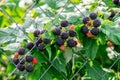 Black berries of a cumberland currant in a garden near a fence from a metal grid. Growing raspberries Royalty Free Stock Photo