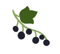 Black berries of currant growing on branch. Fresh ripe currants on twig with leaf. Garden cassis plant. Colored flat