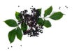 Black berries elderberry ( Sambucus nigra ) and leaves on a white background Royalty Free Stock Photo