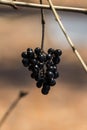 Black berries European privet on a blurred background Royalty Free Stock Photo