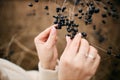 Black berries in gentle female hands