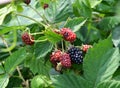 Black berries getting ripe in the sun