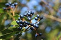 Black Berries of Viburnum tinus bush