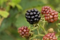 Black berry Royalty Free Stock Photo