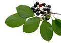 Black berry buckthorn