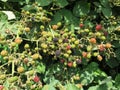 Black berry bush or bramble with green, red and black berries Royalty Free Stock Photo