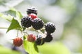 Black berry closeup background