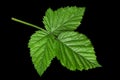 Black berry closeup leaf Royalty Free Stock Photo