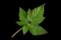 Black berry closeup leaf Royalty Free Stock Photo
