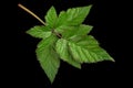 Black berry closeup leaf