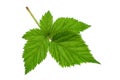 Black berry closeup leaf Royalty Free Stock Photo