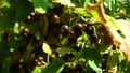 black berry currant farming green, growing ripening plantation grapes countryside, gathers . Erries vegetarian, black