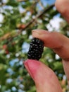 Black Berry Fruit Javanese