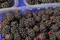 Blackberry Royalty Free Stock Photo