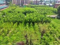 Black berry trees very famous for silk growers