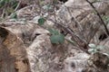 Black berry vines growing over an old massive log