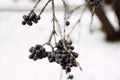 tree branch black berry winter snow cold weather garden close-up