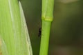 A black big ant insect climbing on maize plant in the field Royalty Free Stock Photo
