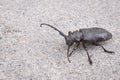 Black big bug with long antennas on the road Royalty Free Stock Photo