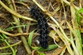 Black big caterpillar sitting on the ground in the grass Royalty Free Stock Photo