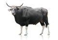 Black big cow on white background Royalty Free Stock Photo