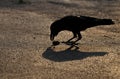 Black big crow in nice sunset hour, black crow and her shadow on a granite. Wild crow in the street, Bangkok.