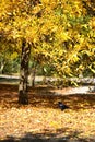 Black big crow walking in yellow leaves in the forest , autumn background, season of fall Royalty Free Stock Photo