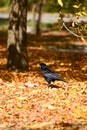 Black big crow walking in yellow leaves in the forest , autumn background, season of fall Royalty Free Stock Photo