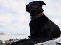 Black brooding dog with bright eye on the background of the sea bay and the hill with city buildings. Russia Royalty Free Stock Photo