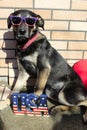 Black big dog wears American colors sunglasses for USA Independence day, ,July 4