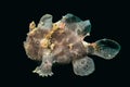 Black big frog fish underwater Royalty Free Stock Photo