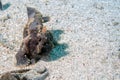 Black big frog fish underwater Royalty Free Stock Photo