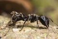 Black Big Head Ant Royalty Free Stock Photo