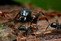 Black big head ant Royalty Free Stock Photo