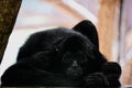 Black big monkey laying and looking at the camera Royalty Free Stock Photo