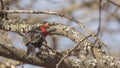 Black-billed Barbet on Lichened Branch Royalty Free Stock Photo