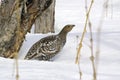 Black-billed capercaillie, the hen.